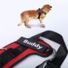 Personalized Dog Harness16.jpg