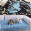 pet cooling pad_0012_img_4_Pet_Dog_Pad_Summer_Cooling_Mat_Breathabl.jpg