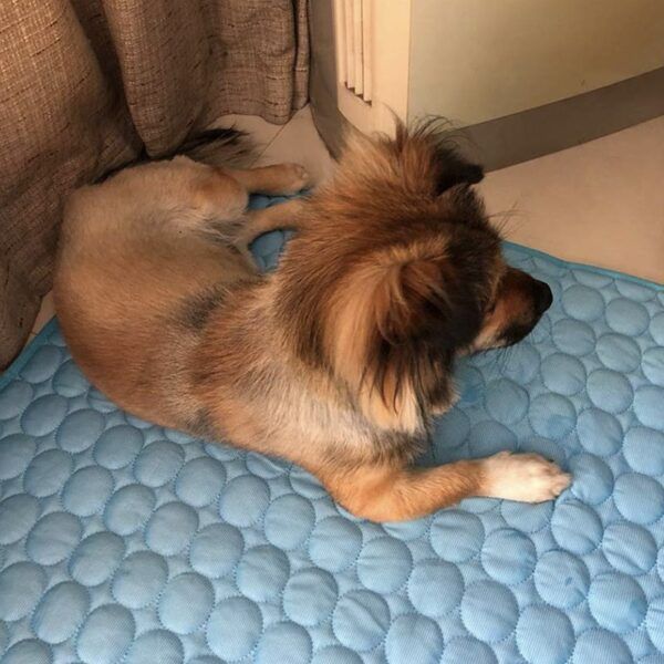pet cooling pad_0015_img_7_Pet_Dog_Pad_Summer_Cooling_Mat_Breathabl.jpg