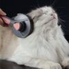 Furry Comb Massager_0011_img_2_Cat_Comb_Dog_Comb_Cat_Hair_Brush_Pet_Dog.jpg